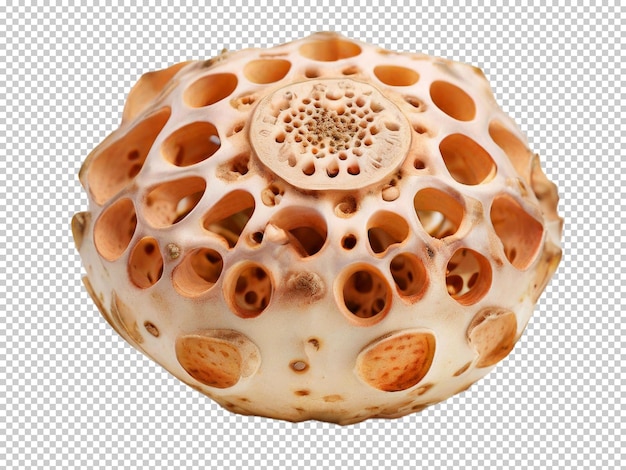 Psd lotus root png em um fundo transparente