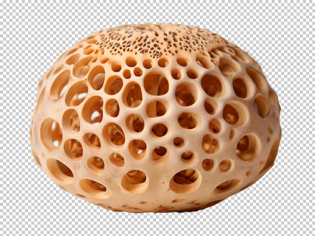 Psd lotus root png en un fondo transparente