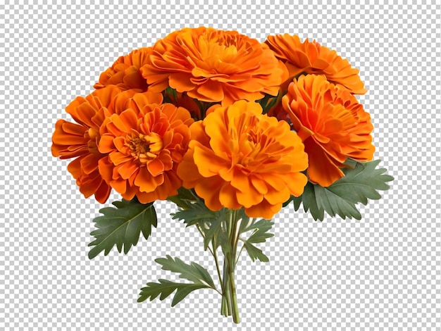 PSD psd marigold flower png sur un fond transparent