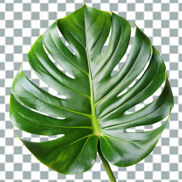 PSD psd monstera deliciosa png aislado sobre un fondo transparente