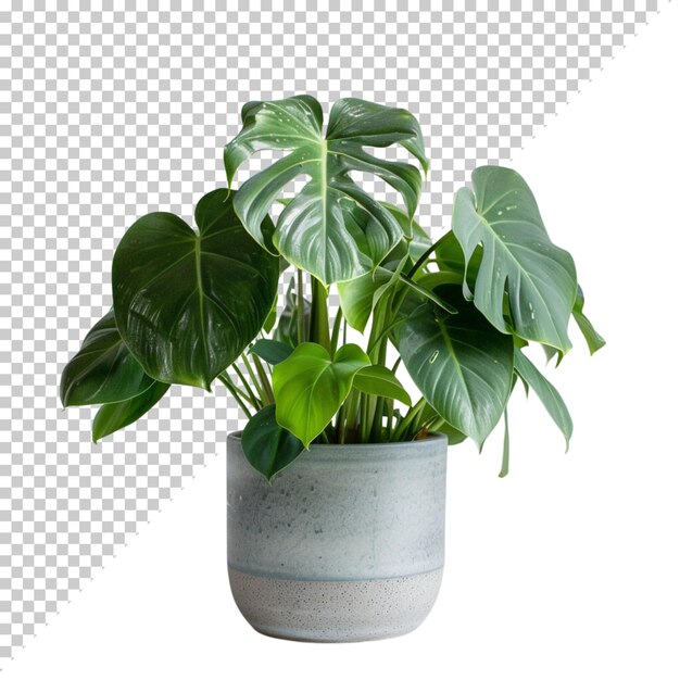 PSD psd monstera deliciosa png isolado em fundo transparente