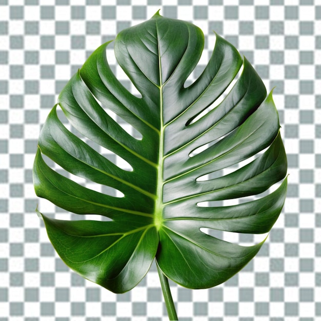 Psd Monstera Deliciosa Png Isolé Sur Un Fond Transparent