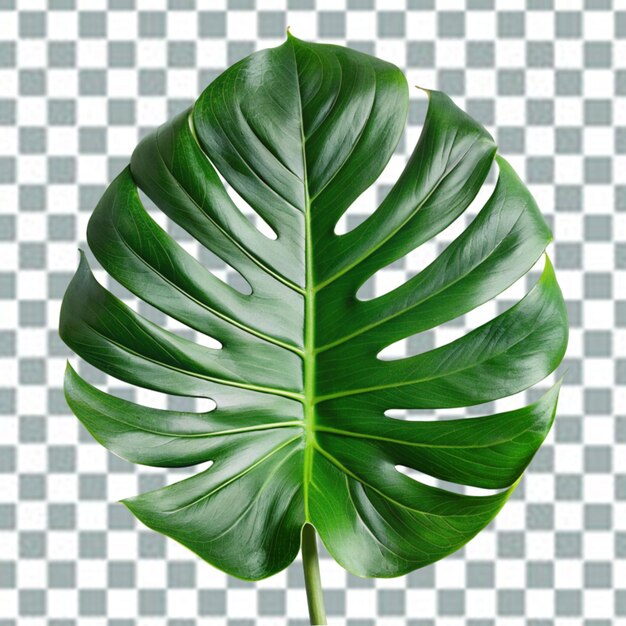 PSD psd monstera deliciosa png isolé sur un fond transparent