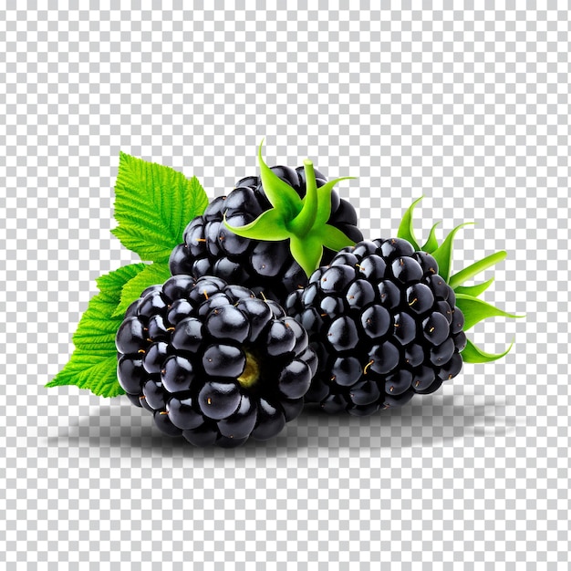 PSD Moras aisladas en un fondo transparente