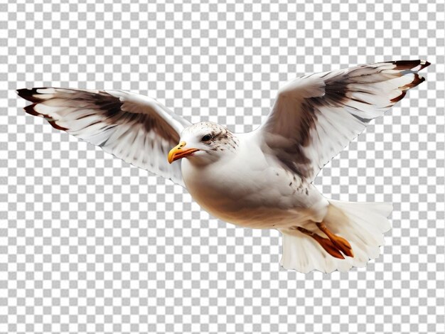 PSD psd d'une mouette