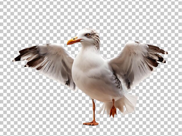 PSD psd d'une mouette