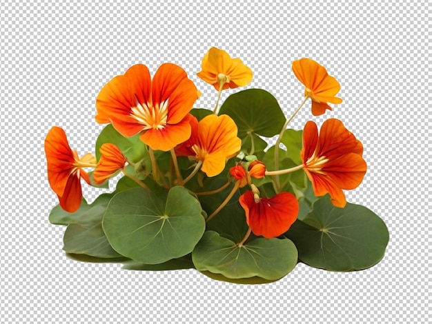 PSD psd d'un nasturtium sur un fond transparent