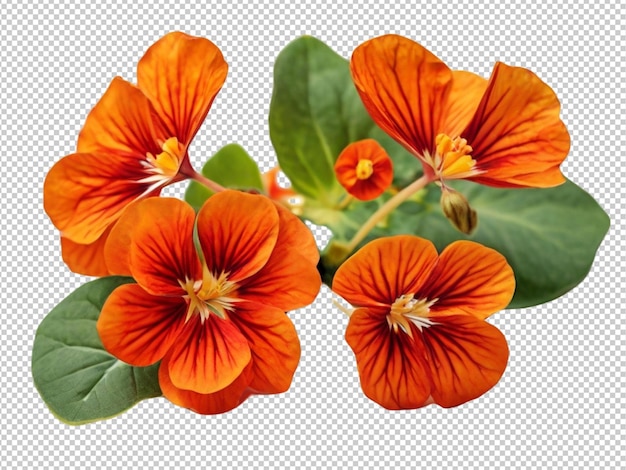 Psd de un nasturtium sobre un fondo transparente