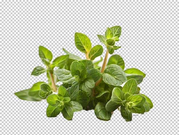 Psd Oregano Png Sur Un Fond Transparent