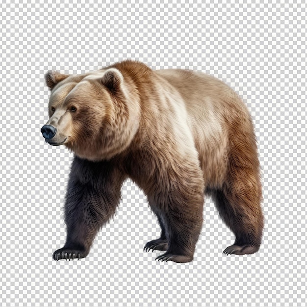 PSD psd oso aislado sobre fondo transparente hd png