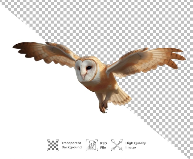 PSD psd owl oiseau isolé sur fond transparent