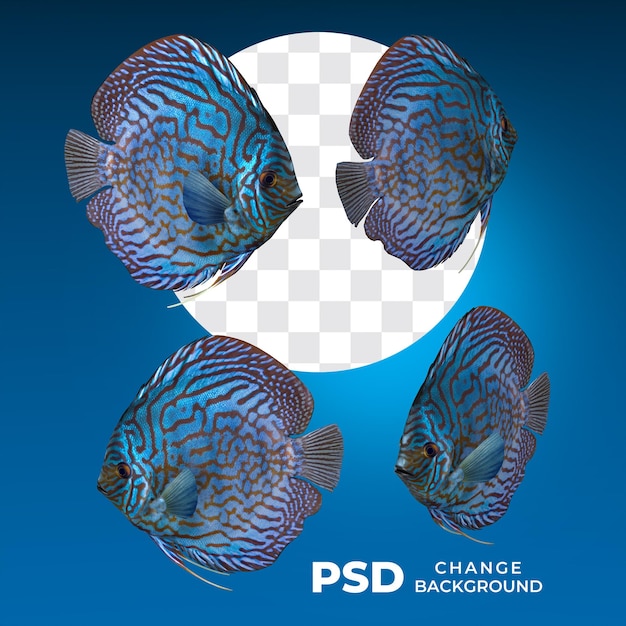 PSD pesca in molte pose