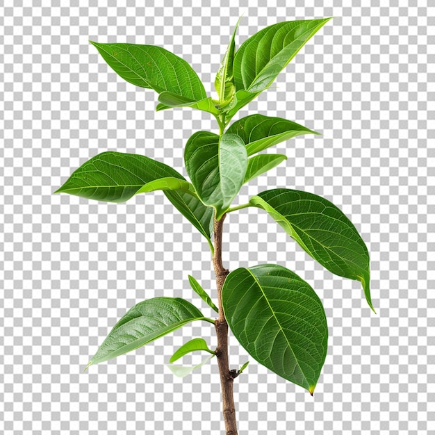 PSD PNG da planta