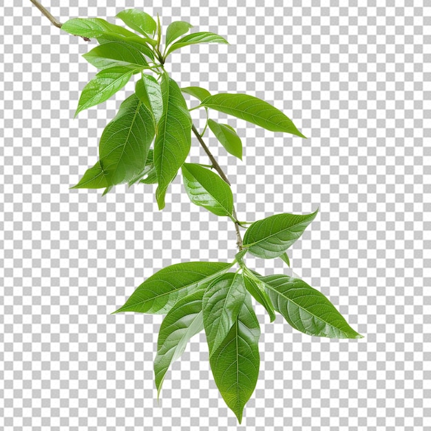 PSD PNG da planta