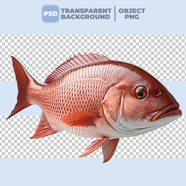 PSD psd poisson snapper rouge à fond transparent png