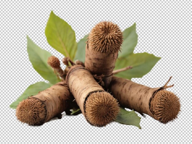 PSD psd de las raíces de burdock