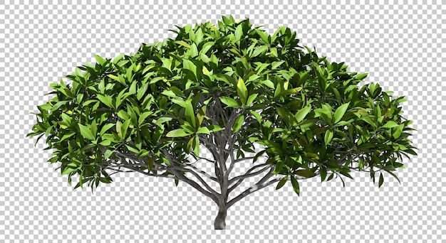 PSD Retrato 3D realista del follaje verde de los arbustos de los árboles en fondos transparentes