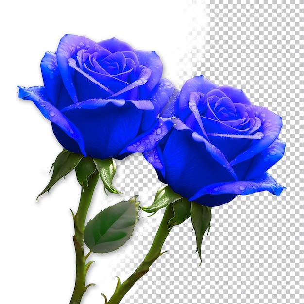 PSD psd rosa azul en flor aislada sobre un fondo transparente