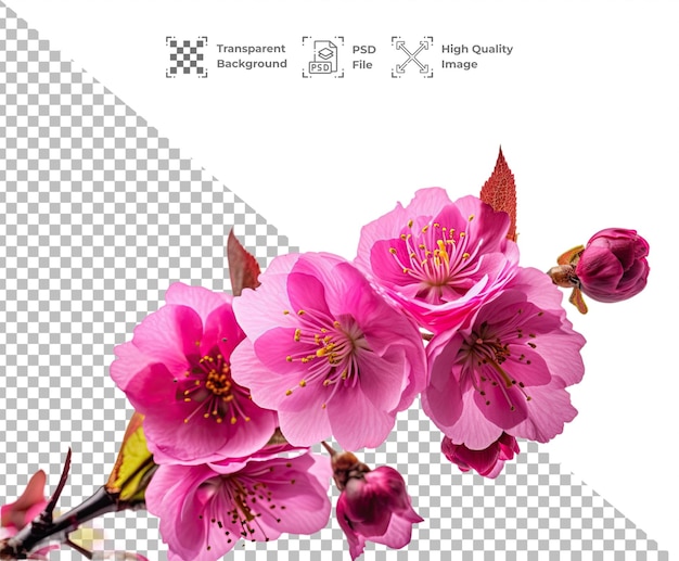 PSD Rosa Blume isoliert auf durchsichtigem Hintergrund