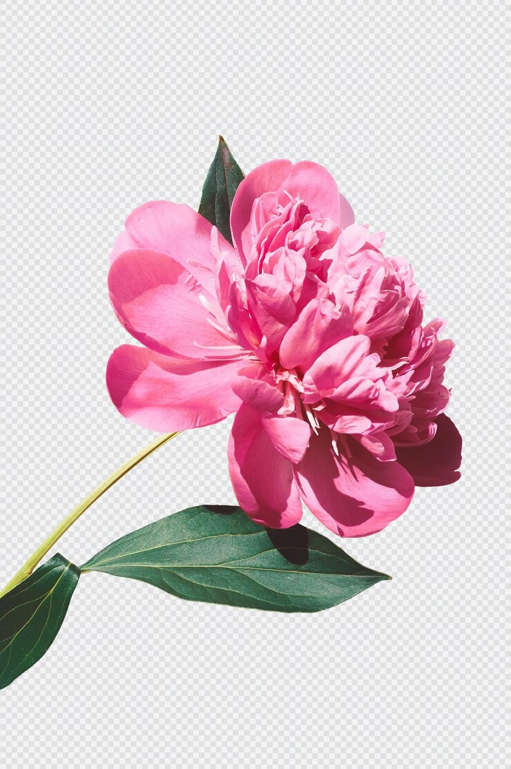 PSD psd-rosa-blume isoliertes rendering