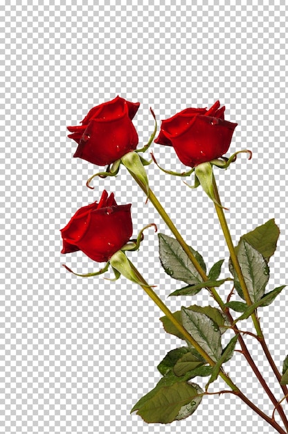 PSD Rosa Flor Vermelha Transparente