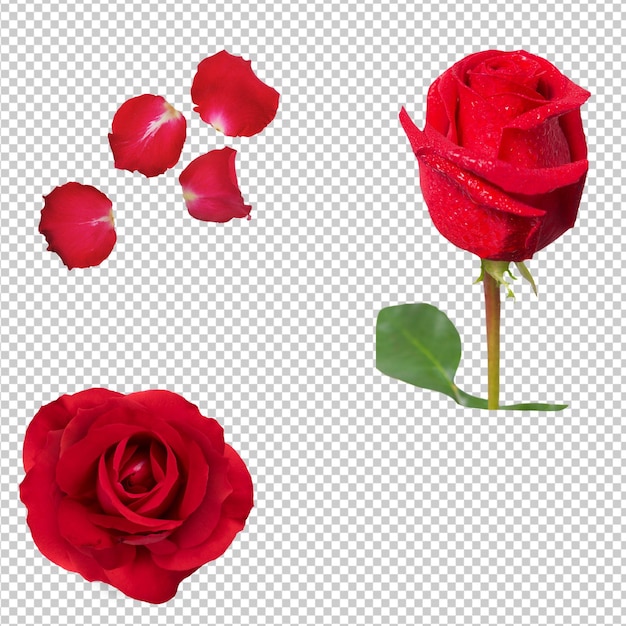 PSD rosa roja aislada PNG