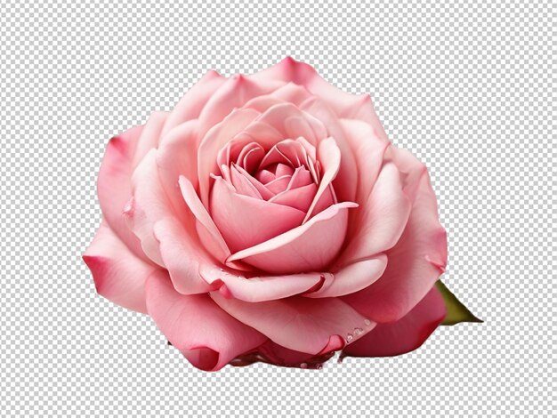 Psd de una rosa rosada sobre un fondo transparente