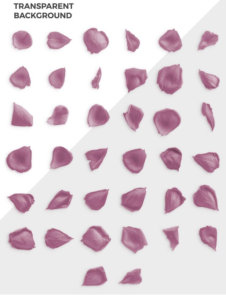 PSD psd rosa rosenblätter draufsicht transparenter psd-szenengenerator