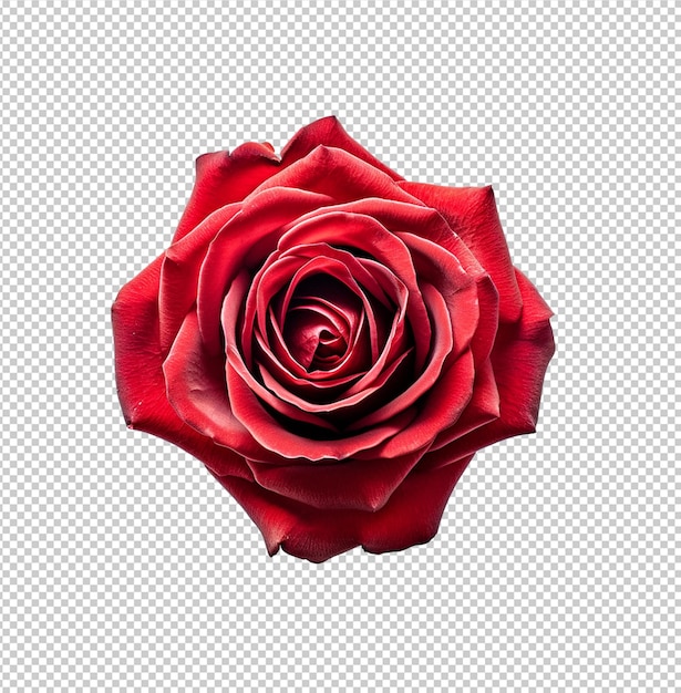 PSD psd rose rouge sur fond transparent