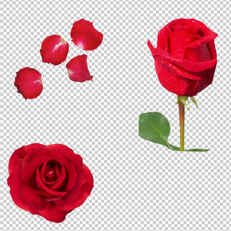 PSD rose rouge isolé PNG