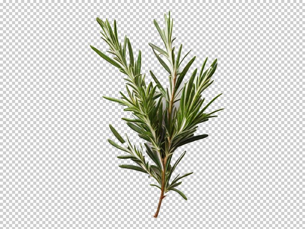 Psd rosemary png em fundo transparente