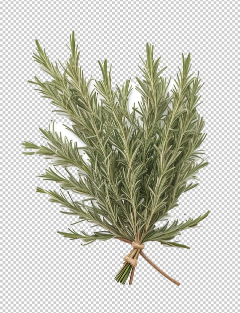 PSD psd rosemary png en un fondo transparente