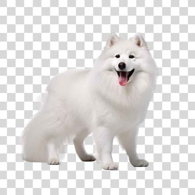 PSD psd samoyedo fondo transparente