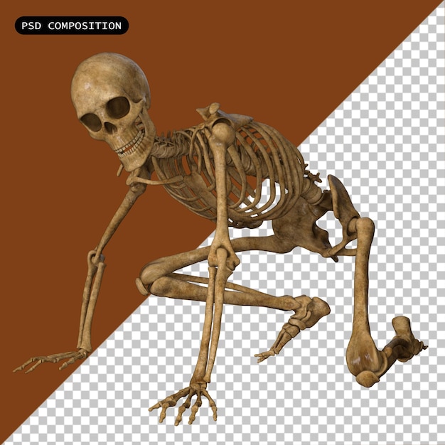 PSD psd skeleton skull pose isolée illustration de rendu 3d