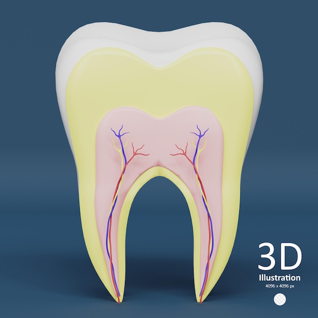 PSD tooth in section demonstrating its inner structure 3d rendered icon stomatology and dentistry