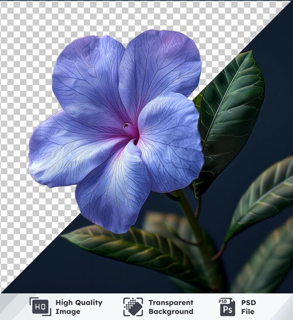 PSD psd transparente de alta calidad de flor de vinca azul y púrpura sobre fondo oscuro