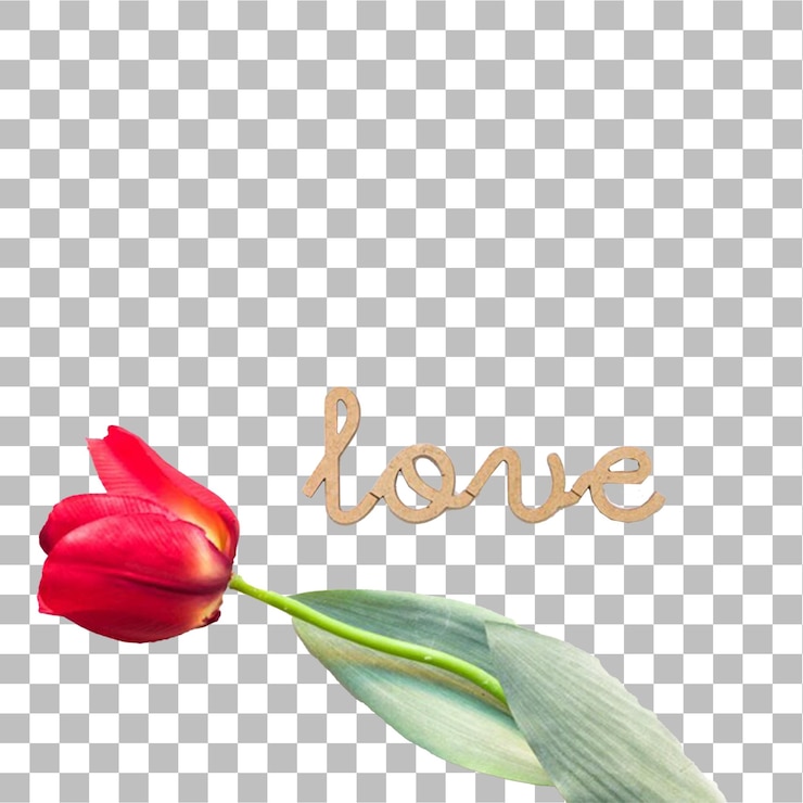 PSD un tulipán rojo con la palabra amor en él con fondo transparente
