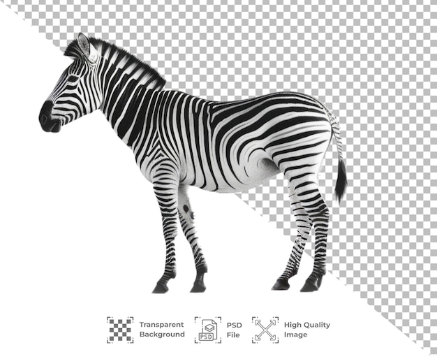 PSD psd zebra isoliert