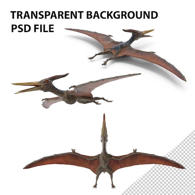 Pteranodon Png (en Anglais)