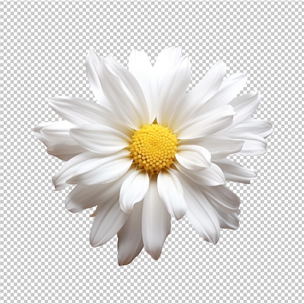 publicidad de modelos de flores de primavera y verano
