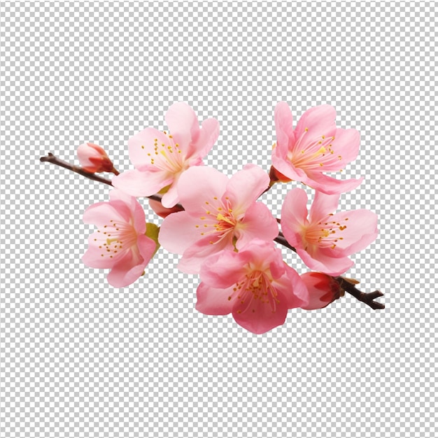 publicité sur les fleurs de printemps et d'été