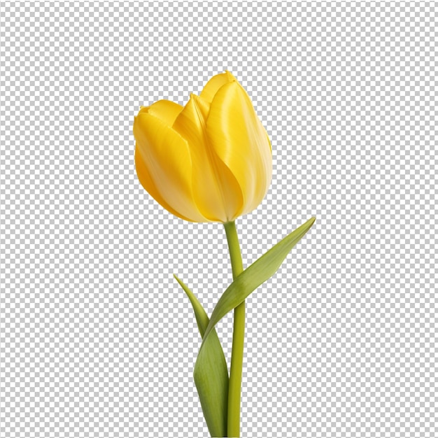 publicité sur les fleurs de printemps et d'été