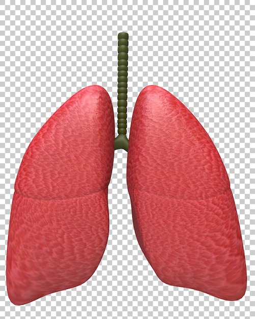 Pulmones aislados en la ilustración de representación 3d de fondo transparente