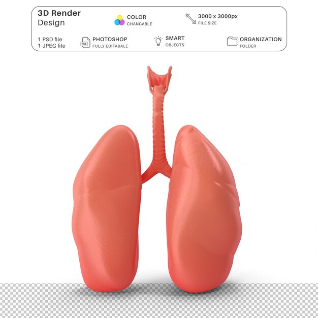 PSD los pulmones humanos en 3d modelo de archivo psd anatomía humana realista