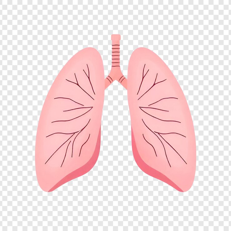 PSD pulmones humanos limpios aislados sobre un fondo transparente