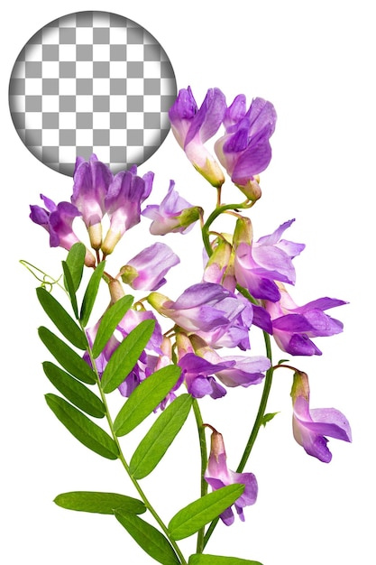 Purple wildflower mouse pea Vicia cracca isolated on transparent background