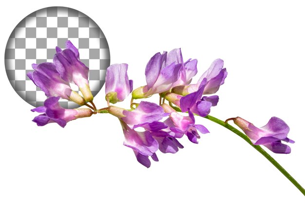 Purple wildflower mouse pea Vicia cracca isolated on transparent background
