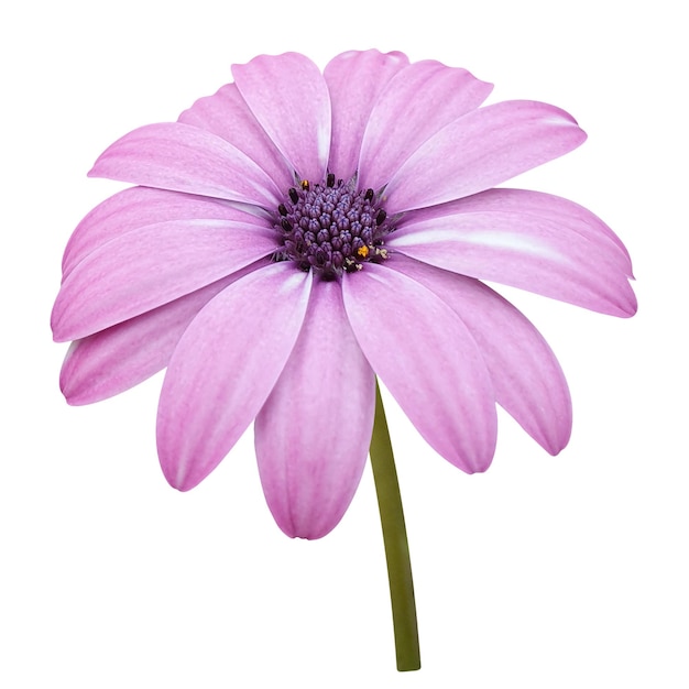 púrpura Osteospermum aislado png y archivo psd