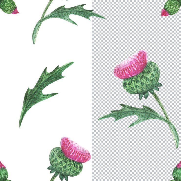 PSD quadro de plantas da escócia. flor e folhas do cardo. ilustração botânica em aquarela, moldura para saudações e convite