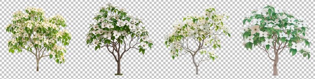 PSD quatre arbres à fleurs présentant différents stades de floraison isolés sur un fond transparent